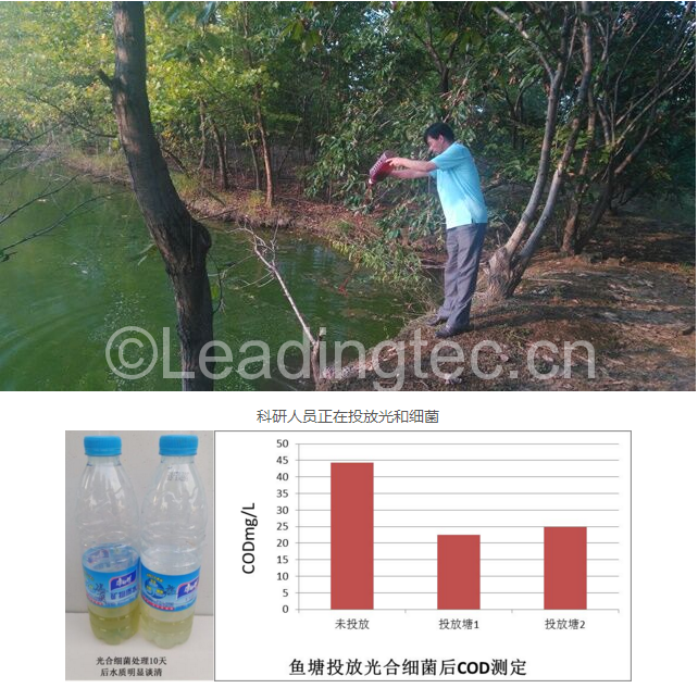 投放光和細(xì)菌10天后魚塘水質(zhì)明顯變好，死魚現(xiàn)象消除